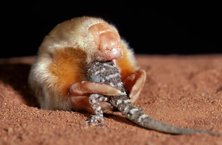 Marsupial mole eating gecko