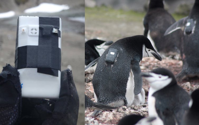 Instrumento GPS adherido a un pingüino.