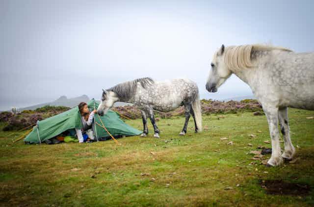 A woman emerging from a tent is greeted by two white ponies.
