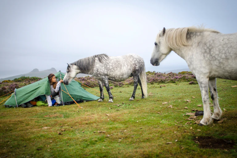 A woman emerging from a tent is greeted by two white ponies.