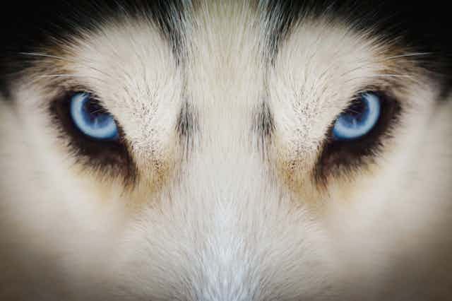 Photo en gros plan du regard d'un chien-loup.
