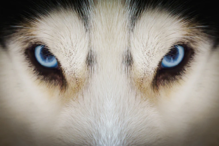 Gros plan du regard d'un chien-loup.