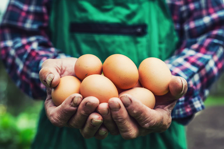 Close up of a farmer holding chicken eggs.