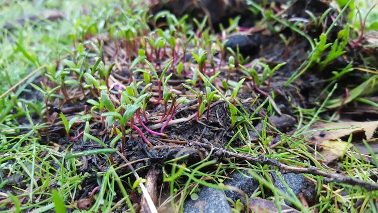 Seeds germinating in a pile of emu poo
