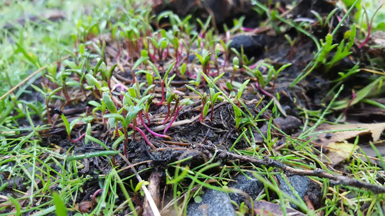 Seeds germinating in a pile of emu poo