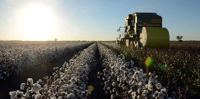 Cotton bales sit in a harvested field on a farm near Dalby on the Darling Downs in Queensland, Tuesday, April 23, 2013. 
