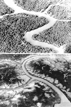 Photos showing healthy and defoliated forest
