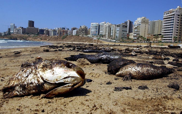 dead fish on beach