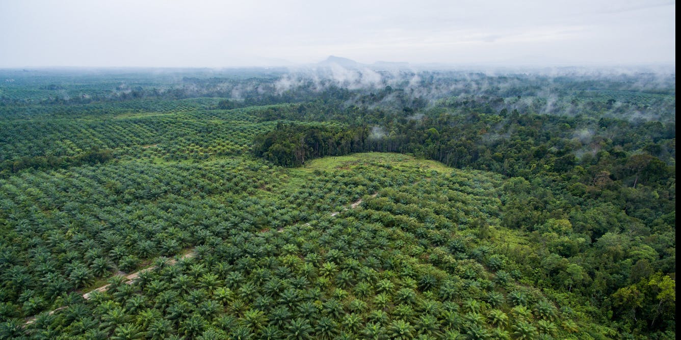 Major palm oil companies broke their promise on No Deforestation – recovery isneeded
