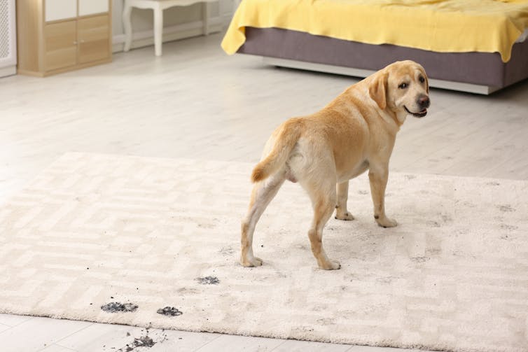 Dog looks back after leaving muddy paw prints on carpet