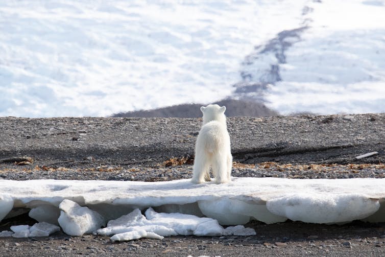 A polar bear cub standing on a patch of ice overlooking a melting snow landscape.