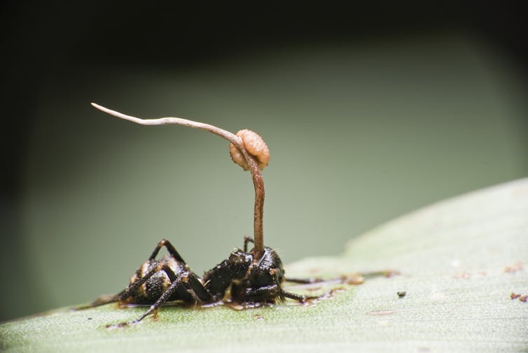 Semut mati tergeletak di atas daun. Ia telah dibunuh oleh jamur _Cordyceps_.