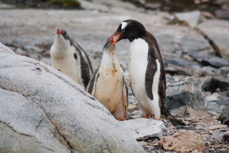 Una pingüino adulto alimenta a una cría.