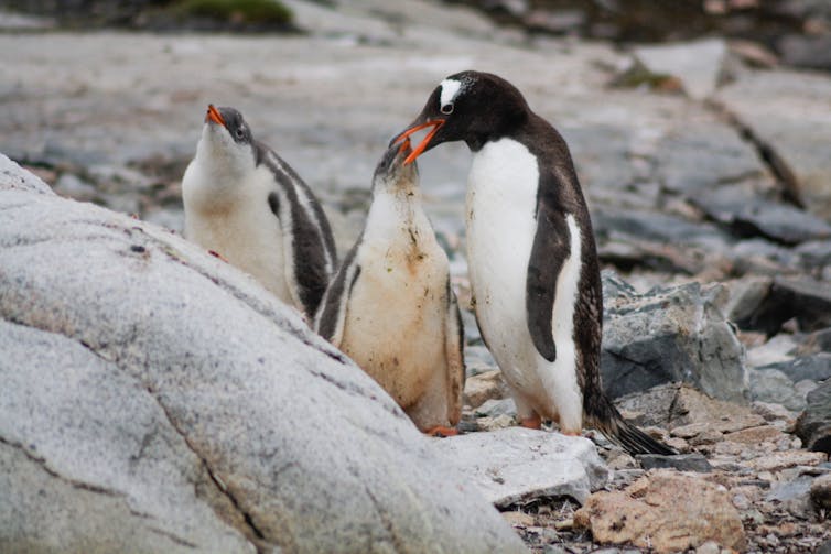 Una pingüino adulto alimenta a una cría.