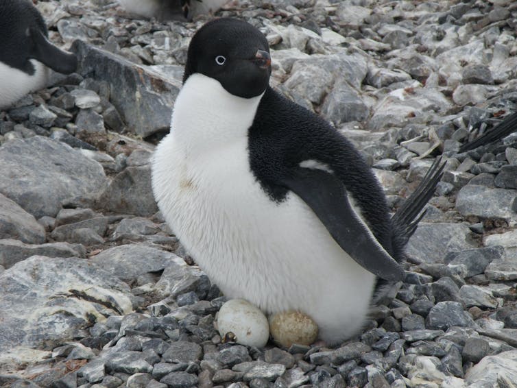 Un pingüino colocado encima de dos huevos.