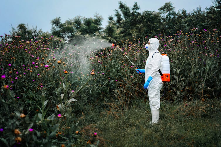 Persona con traje protector pulverizando herbicida sobre plantas