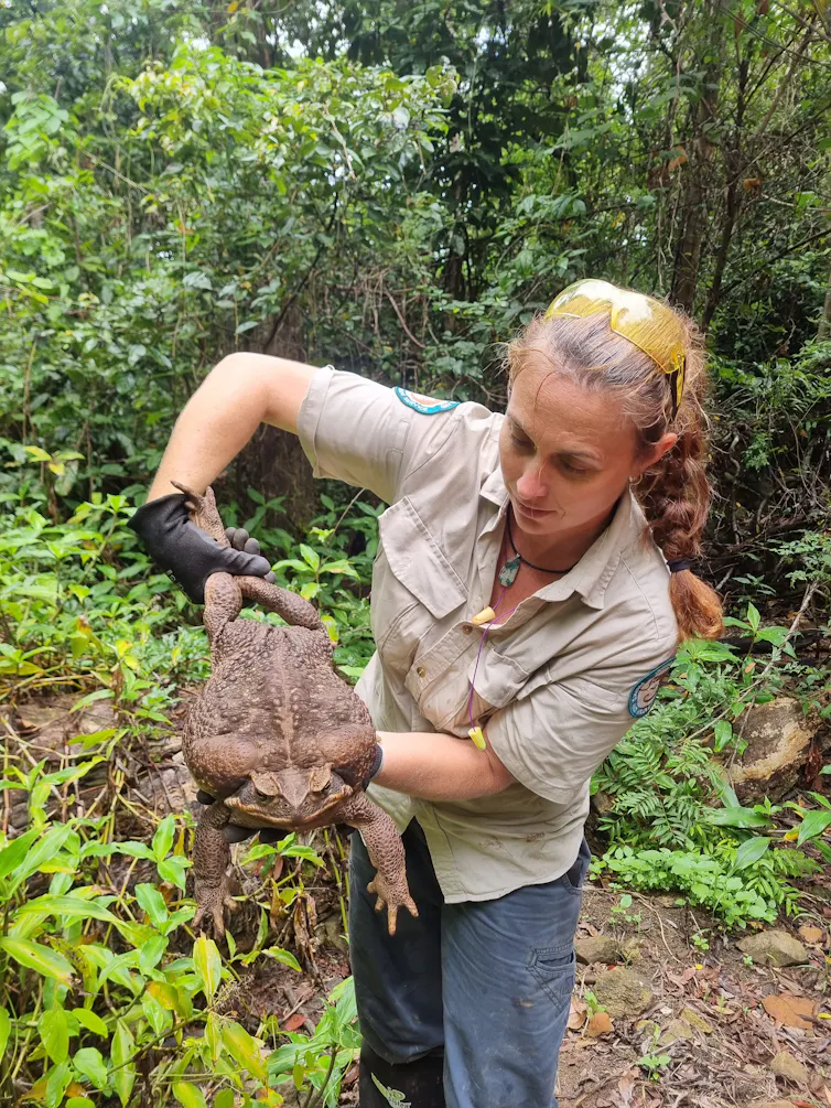 Orginal Toad Is ‘Toadzilla’ a sign of enormous cane toads to come? It’s possible ...