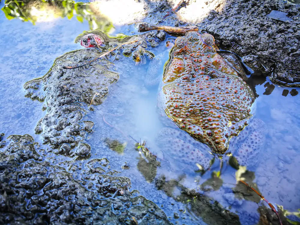 Orginal Toad Is ‘Toadzilla’ a sign of enormous cane toads to come? - Australian ...