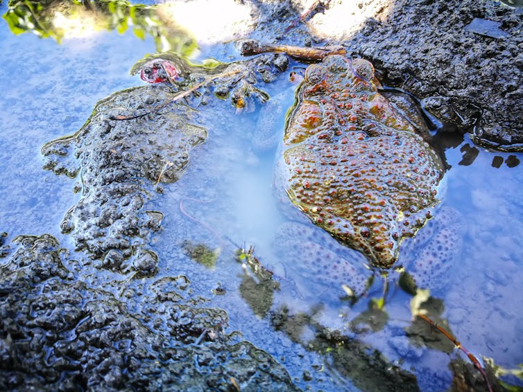 cane toad mud