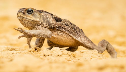 Is 'Toadzilla' a sign of enormous cane toads to come? It's possible – toads grow as large as their environment allows