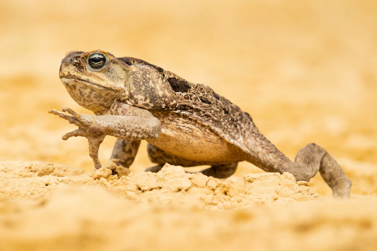 cane toad