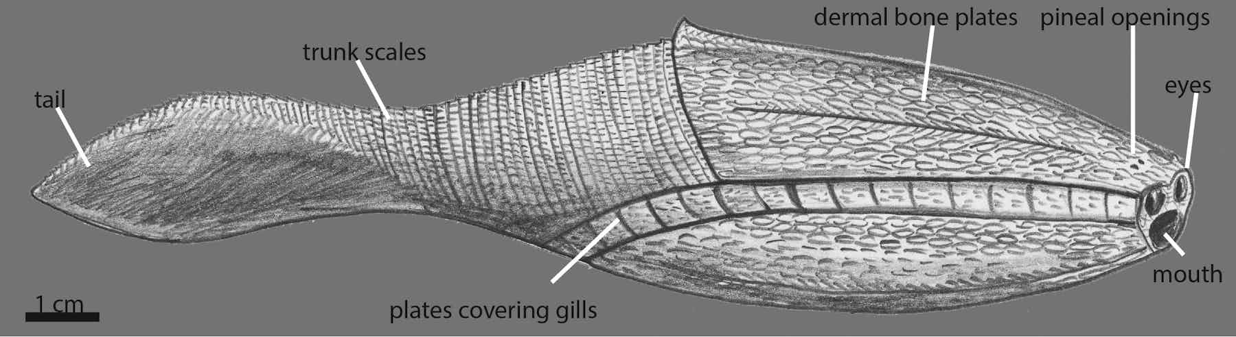 The oldest fish in the world lived 500 million years ago
