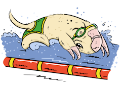 Cartoon of a marsupial mole swimming in an olympic event.