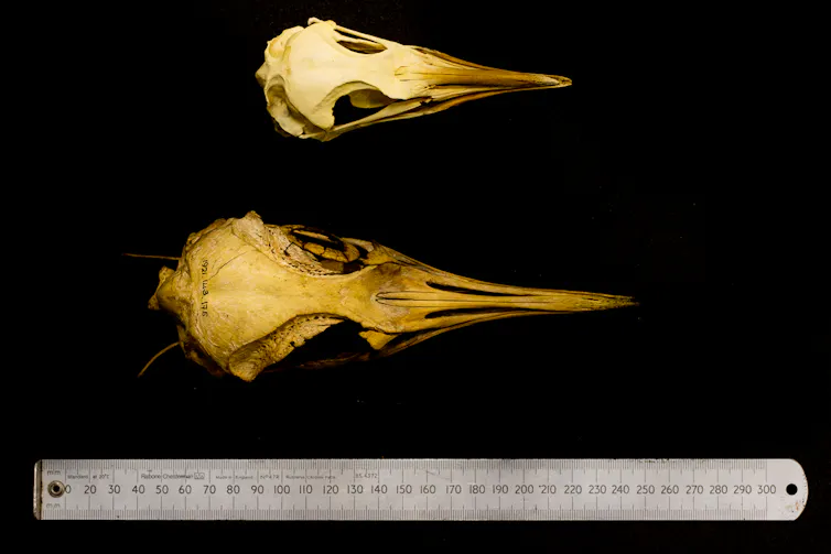 The skulls of two penguins next to one another. The one at the top is smaller than the one at the bottom.