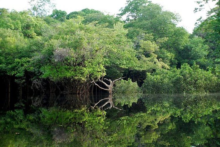 forêt au bord du fleuve Amazonie