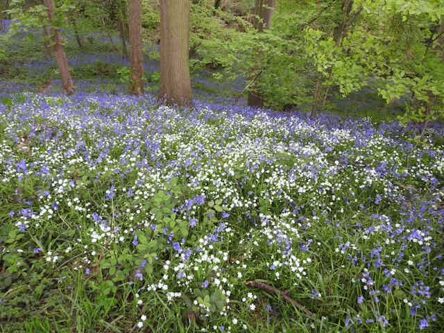 A thick carpet of white and blue flowers in a woodland clearing.