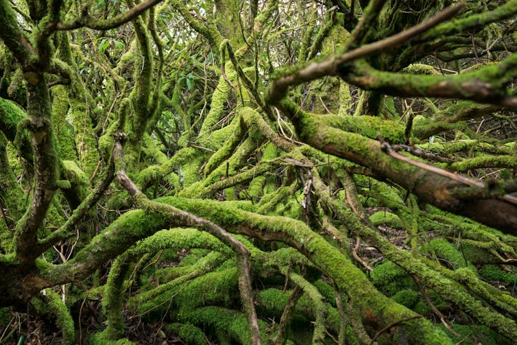 A tangle of tree branches coated in moss.
