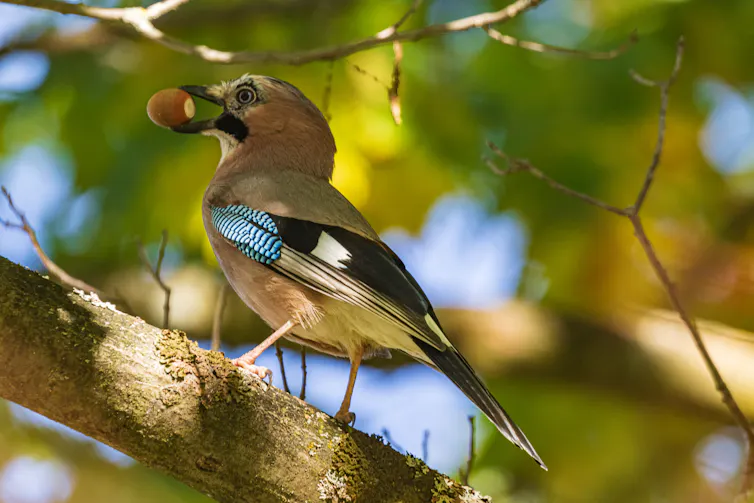 A crow-sized bird with dun plumage and blue and black wing details holding an acorn in its beak.