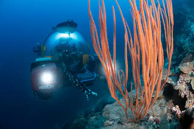 Deep sea reefs are spectacular and barely-explored – they must be conserved