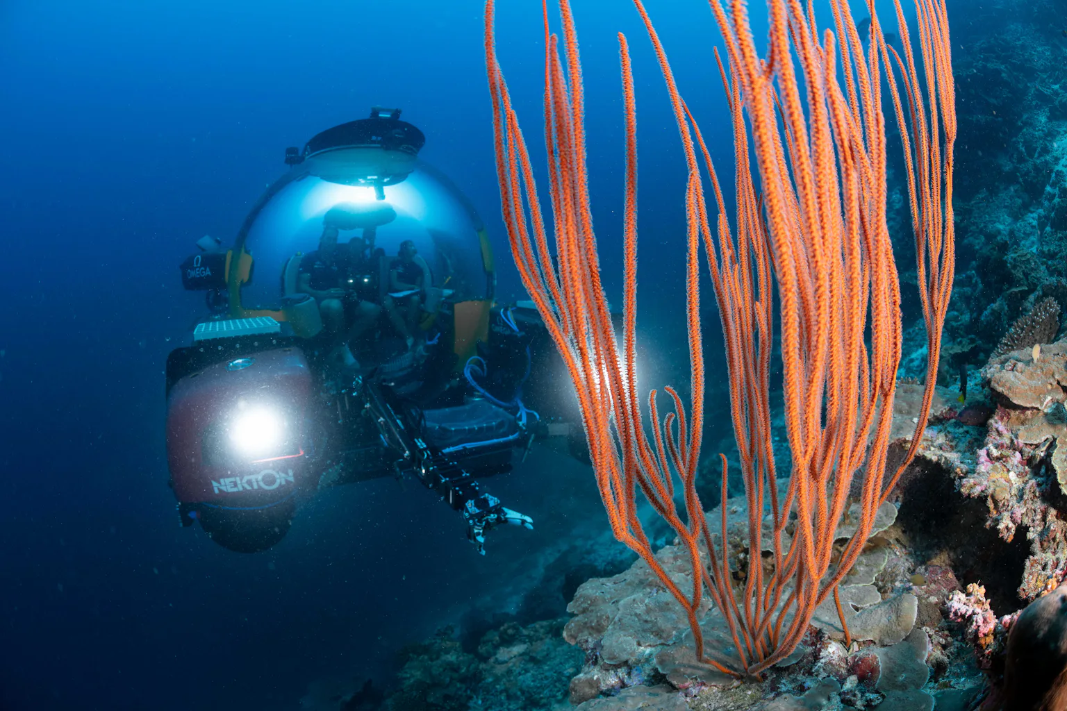 Deep sea reefs are spectacular and barely-explored – they must be conserved