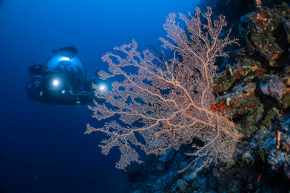 Deep sea reefs are spectacular and barely-explored – they must be conserved