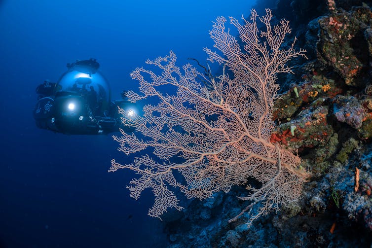 Submarine and sea fan