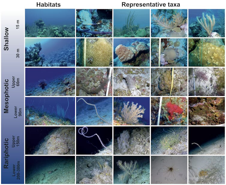 Lots of pictures of seafloor animals