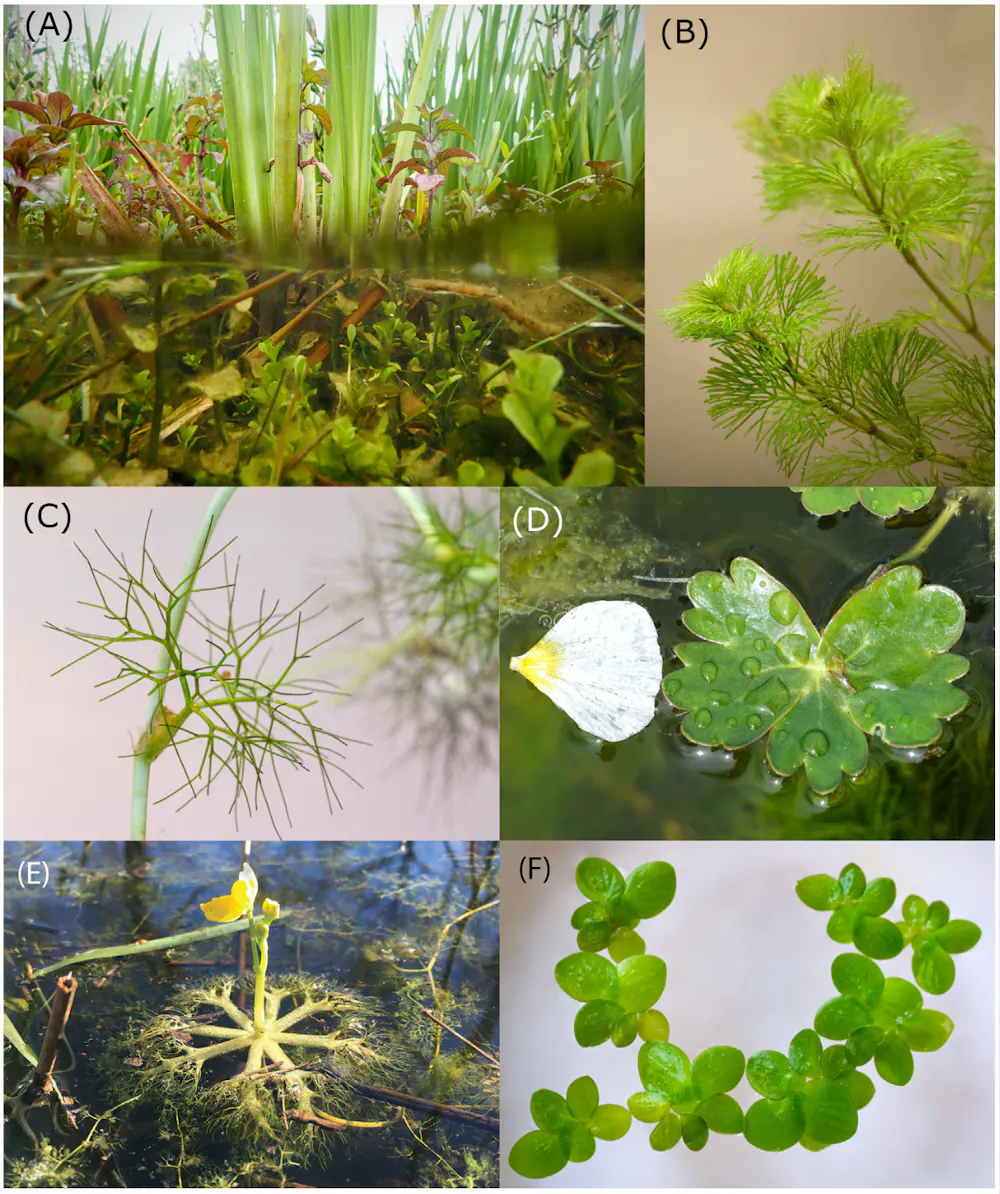 Las Plantas Acu ticas Clave Para Paliar Los Efectos Del Cambio Global las-plantas-acu-ticas-clave-para-paliar-los-efectos-del-cambio-global