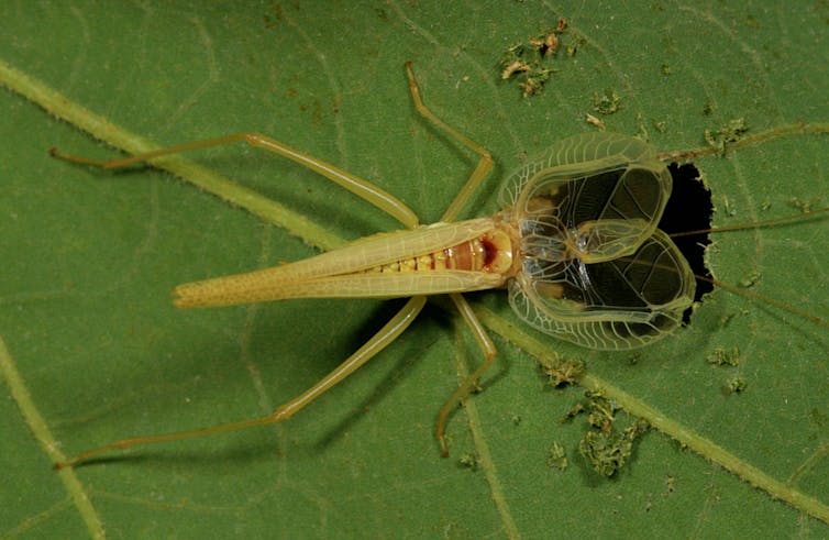 Close de um inseto em uma folha com um buraco mastigado do tamanho de suas asas.