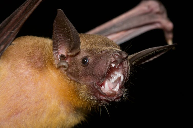 Primer plano de la cabeza de un murciélago con las orejas grandes y estriadas