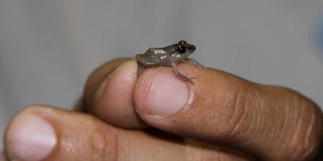 A human hand holds a tiny frog, about the size of a fingernail.