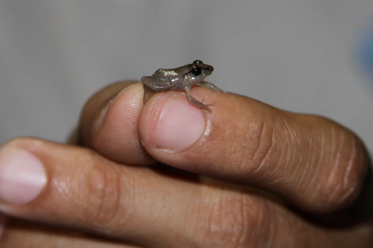A human hand holds a tiny frog, about the size of a fingernail.