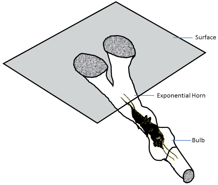 Drawing depicting twin burrows joining below ground in a chamber inhabited by a cricket.