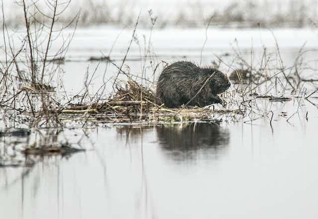 A beaver sitting in a wetland.