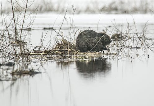 Beavers and oysters are helping restore lost ecosystems with their engineering skills – podcast