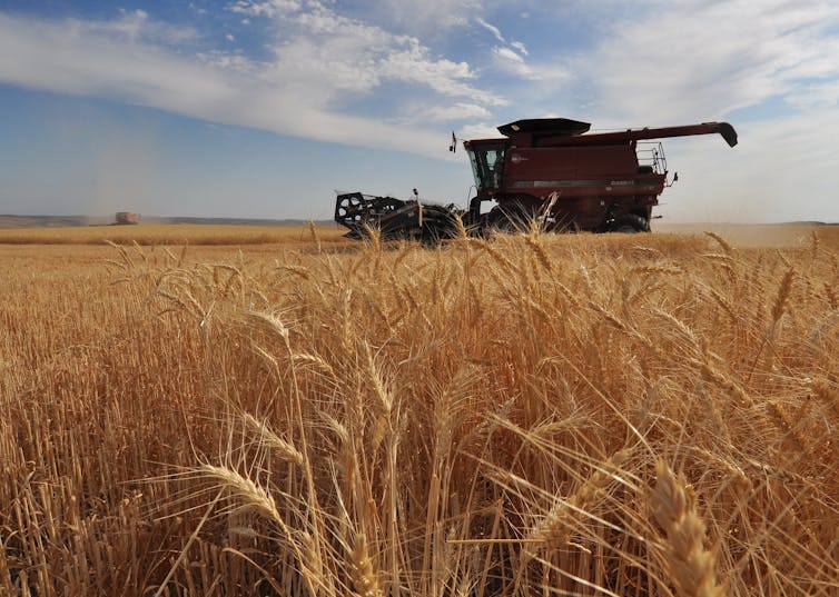 A wheat farm with a tractor in the background.