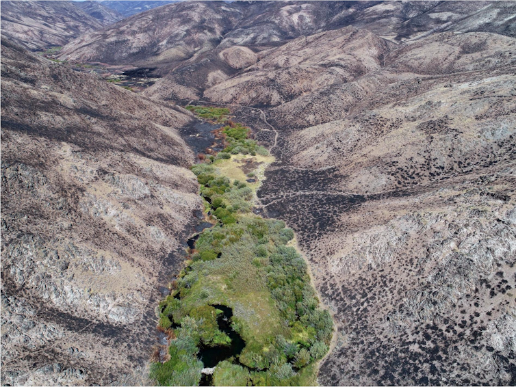 A strip of green surrounding ponds in a burned landscape.