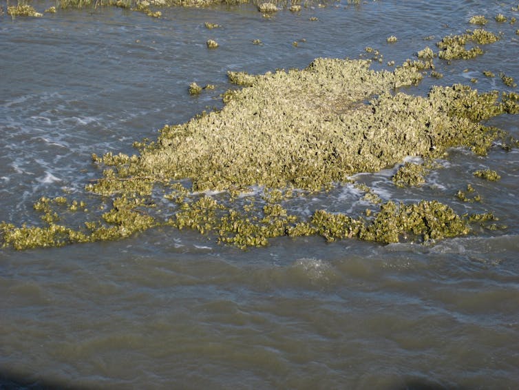 A large group of thousands of oysters emerging from water.