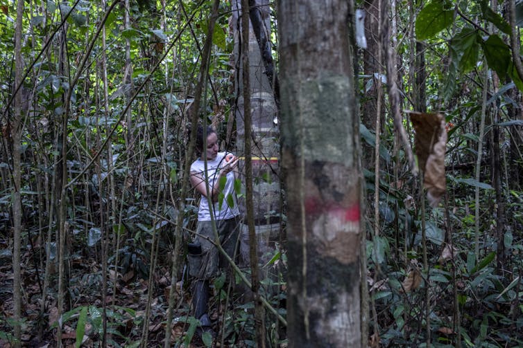 A scientist inspecting a tree in a tropical forest.