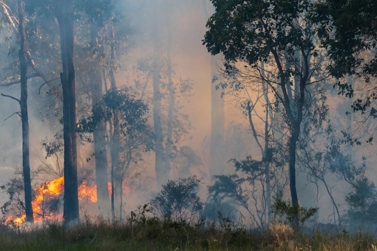 The undergrowth burns in an Australian eucalypt forest.